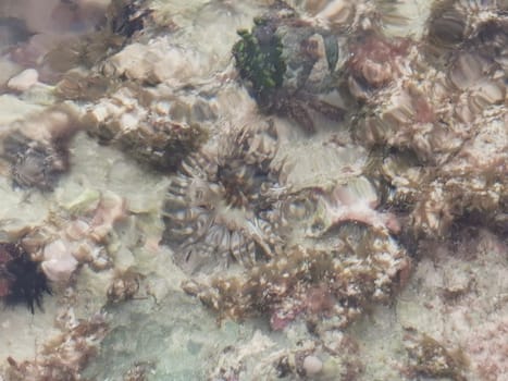 Long spined sea urchin urchins tones rocks and corals in turquoise green and blue water on the Caribbean beach in Playa del Carmen Quintana Roo Mexico.