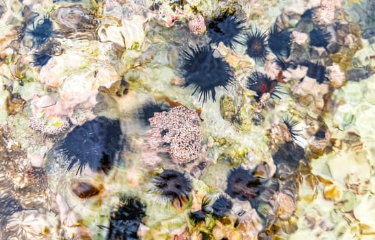 Long spined sea urchin urchins tones rocks and corals in turquoise green and blue water on the Caribbean beach in Playa del Carmen Quintana Roo Mexico.