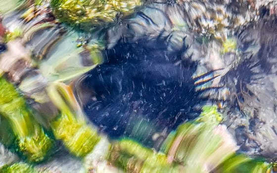 Long spined sea urchin urchins tones rocks and corals in turquoise green and blue water on the Caribbean beach in Playa del Carmen Quintana Roo Mexico.