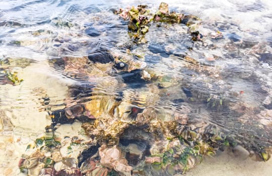 Long spined sea urchin urchins tones rocks and corals in turquoise green and blue water on the Caribbean beach in Playa del Carmen Quintana Roo Mexico.