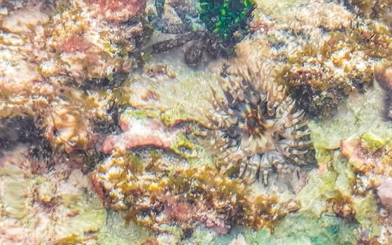 Long spined sea urchin urchins tones rocks and corals in turquoise green and blue water on the Caribbean beach in Playa del Carmen Quintana Roo Mexico.