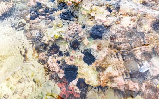 Long spined sea urchin urchins tones rocks and corals in turquoise green and blue water on the Caribbean beach in Playa del Carmen Quintana Roo Mexico.