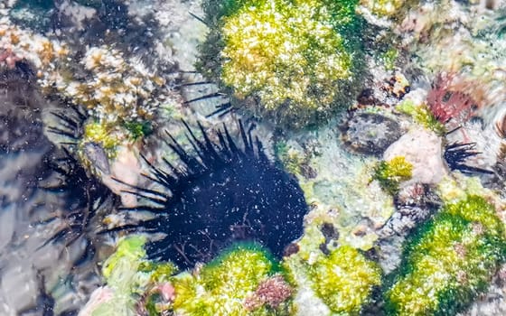 Long spined sea urchin urchins tones rocks and corals in turquoise green and blue water on the Caribbean beach in Playa del Carmen Quintana Roo Mexico.