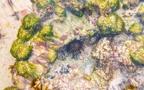 Long spined sea urchin urchins tones rocks and corals in turquoise green and blue water on the Caribbean beach in Playa del Carmen Quintana Roo Mexico.