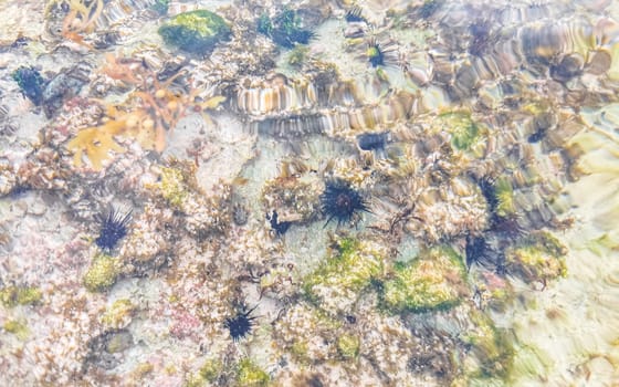 Long spined sea urchin urchins tones rocks and corals in turquoise green and blue water on the Caribbean beach in Playa del Carmen Quintana Roo Mexico.