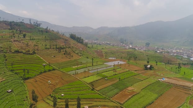 agricultural land in mountains fields with crops, trees. Aerial view farmlands on mountainside Java, Indonesia. tropical landscape