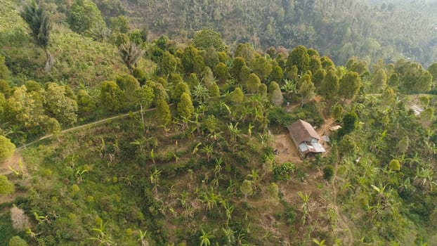 tropical forest in mountains with farmlands, village, fields with crops, trees. Aerial view farm lands on mountainside. tropical landscape Bali, Indonesia.