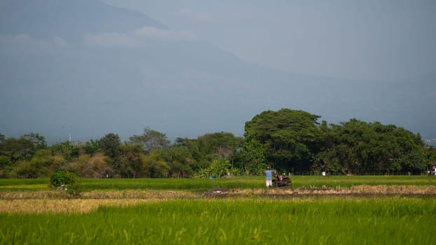 farmer working in rice plantation using tiller tractor. paddy farmer prepares the land planting rice. farmland with agricultural crops in rural areas Java Indonesia