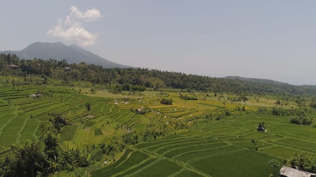 rice fields, agricultural land in countryside. aerial view farmland with rice terrace agricultural crops in rural areas Indonesia