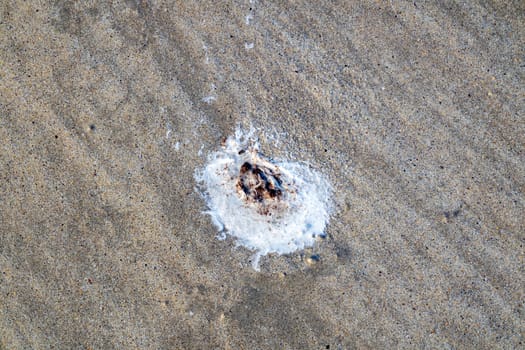 Bird poo on sand in County Donegal, Ireland.