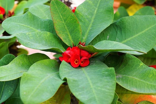 red flowers of Milkweed milkweed close-up, Euphorbia milii or Christ plant.