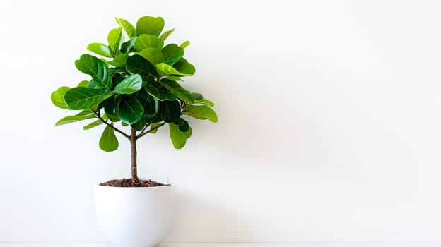 Houseplant ficus in a white pot on a white background, copy space. AI generated.