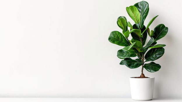 Houseplant ficus in a white pot on a white background, copy space. AI generated.