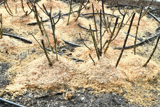 Rose roots are sprinkled with sawdust, protection from frost in a winter