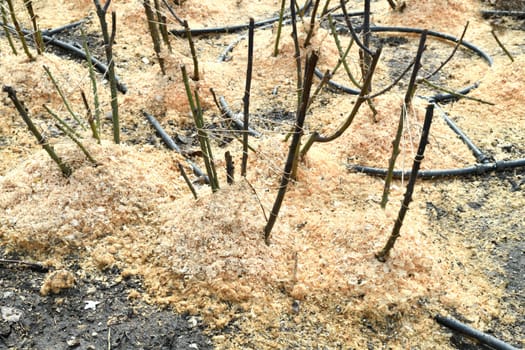 Rose roots are sprinkled with sawdust, protection from frost in a winter