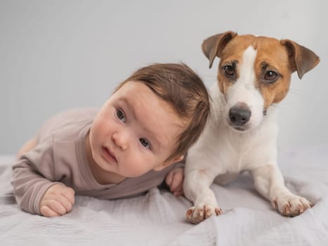 Portrait of a baby lying on his stomach and a Jack Russell Terrier dog