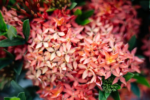 Close-up focus of red needle flower.  Needle flower with green leaves background.