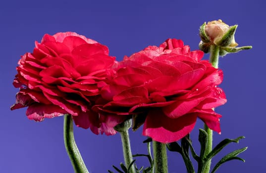 Beautiful blooming red ranunculus flower on a blue background. Flower head close-up.