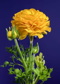 Beautiful blooming yellow ranunculus flower isolated on a blue background. Flower head close-up.