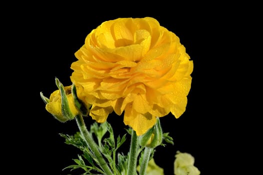 Beautiful blooming yellow ranunculus flower isolated on a black background. Flower head close-up.