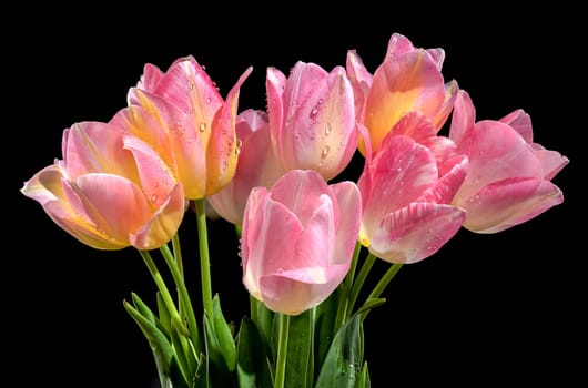 Beautiful blooming pink tulips flowers isolated on a black background. Flower head close-up.