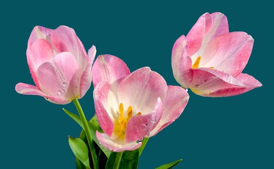 Beautiful blooming pink tulips flowers on a blue background. Flower head close-up.