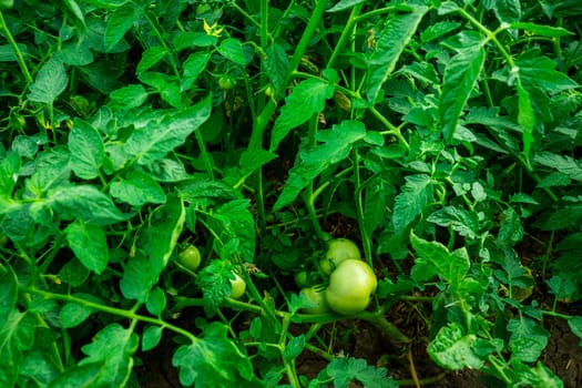 Tomato bushes with green tomatoes. Top view of ripening tomatoes.