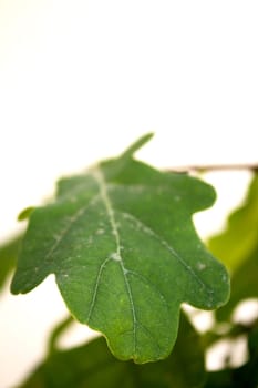 Fig leaf on beige background. No people