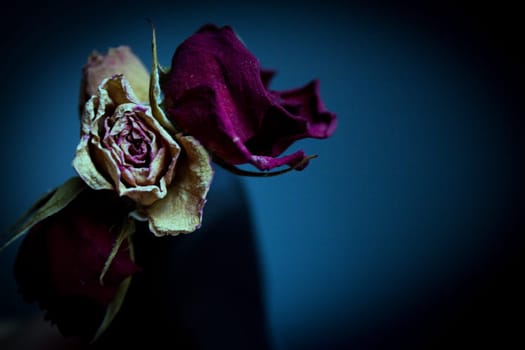 One yellow rose and two dried red ones. Dark background