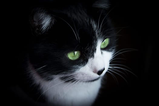 Portrait of black and white cat about 7 years old. No people