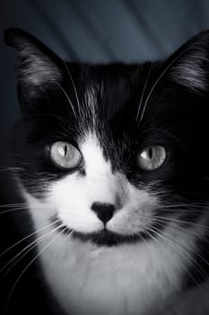 Portrait of black and white cat about 7 years old. No people
