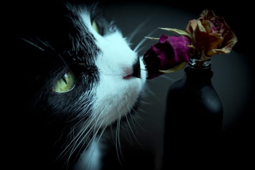 Portrait of black and white cat about 7 years old. Smelling dried roses
