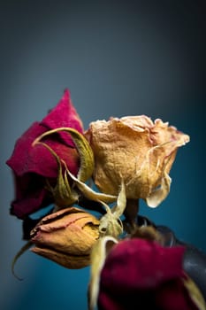 One yellow rose and two dried red ones. Dark background