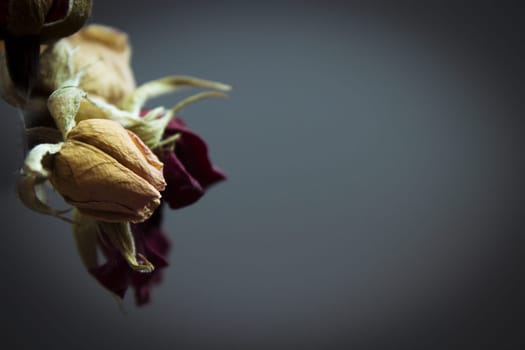 One yellow rose and two dried red ones. Dark background