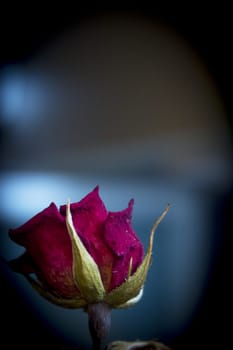 One yellow rose and two dried red ones. Dark background