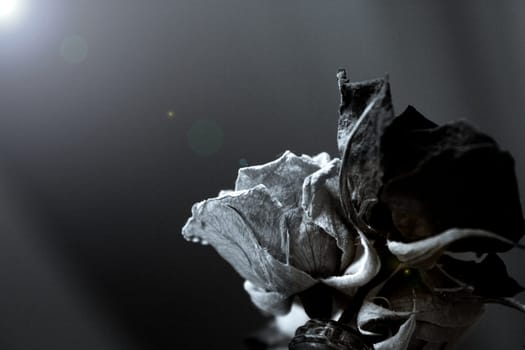 One yellow rose and two dried red ones. Dark background