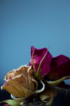 One yellow rose and two dried red ones. Dark background