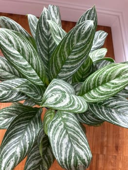 Aglaonema indoor plant with large mottled leaves. High quality photo