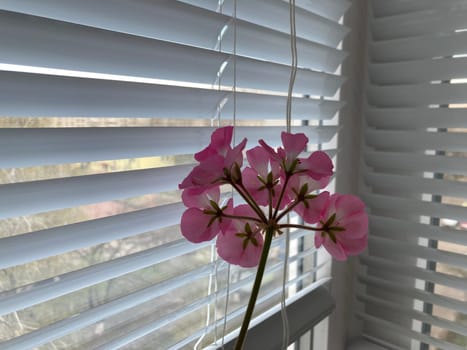 A flower bloomed on the balcony in a the apartment