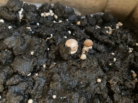Royal champignon mushrooms grown in the seedlings