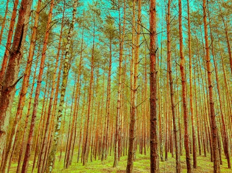Green pine forest in a sunny day. High quality photo