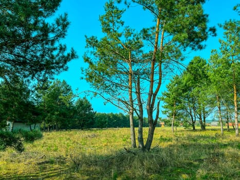 Spring and morning view of trees with green field, Polish village