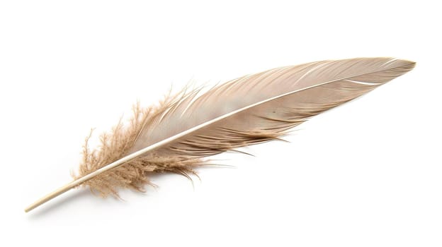 Bird feather on white background. Beautiful bird plumage or wing element, isolated smooth feather. Generated AI