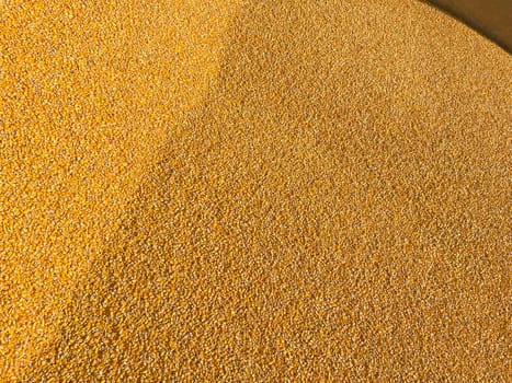 Corn grain kerlnels harvest close up top view. Production and grain trading. Global food crisis