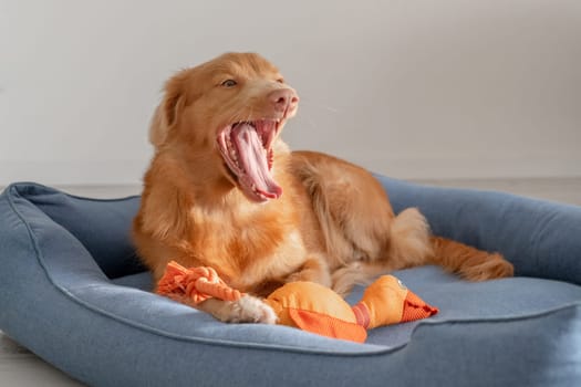 Orange Toy Duck Lies With Toller Dog In Blue Bed, A Nova Scotia Duck Tolling Retriever
