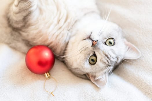 A cat laying on a bed with a red ball next to it. The cat is looking at the camera with its eyes wide open