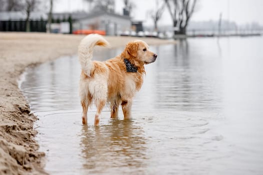 Golden Retriever Stands On Sandy Shore, Looking At Water From Behind