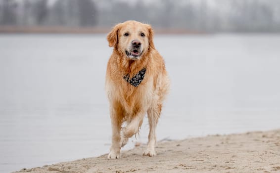 Cheerful Golden Retriever Runs Through Water Along River Bank, Splashing In Autumn