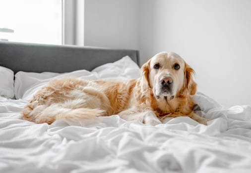 Golden Retriever Dog Lies On Bed In White Bedding