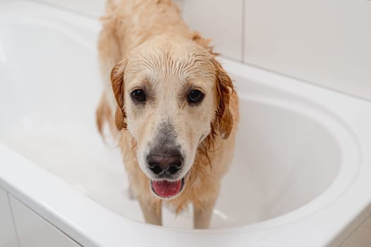 Unhappy Golden Retriever Dog In A White Bathtub Doesn'T Want To Bathe